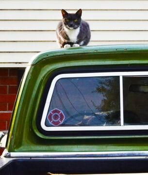 Cat on hot tin roof.jpg